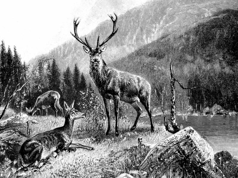 Plaid Schubiger Hirsch