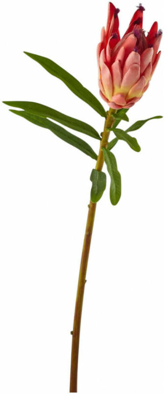 Kunstblume Protea