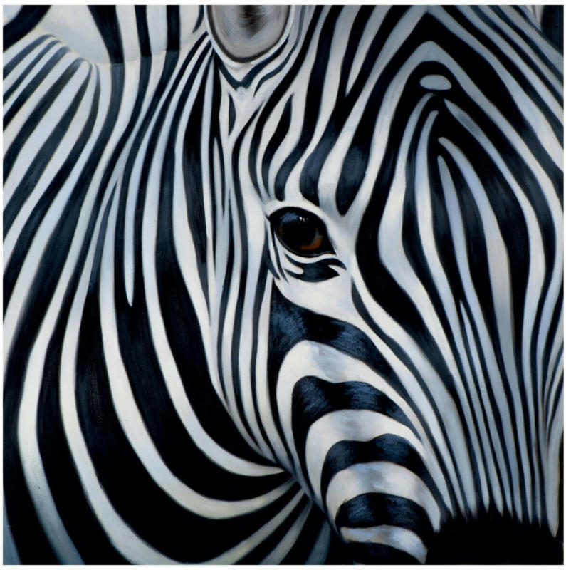 Bild Zebra