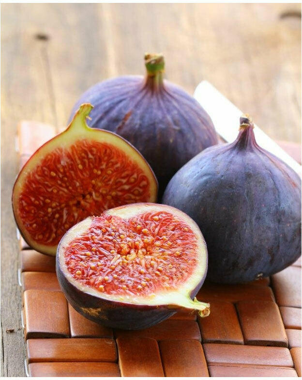 Feigenbaum „Napolitana“, blaue Frucht, 130-140 cm