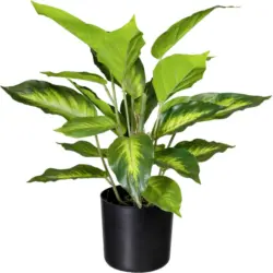 Kunstpflanze Dieffenbachia I