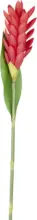 mömax Dornbirn - Ihr Trendmöbelhaus in Dornbirn Tulpe Siam in Rot ca. 60cm