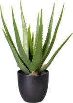 mömax Spittal a. d. Drau Kunstpflanze Aloe I in Grün