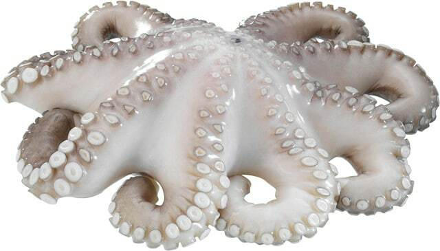 Pulpo klein