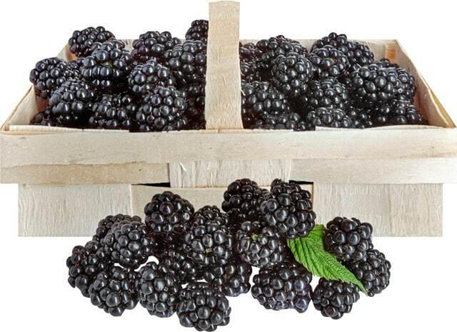 Brombeeren