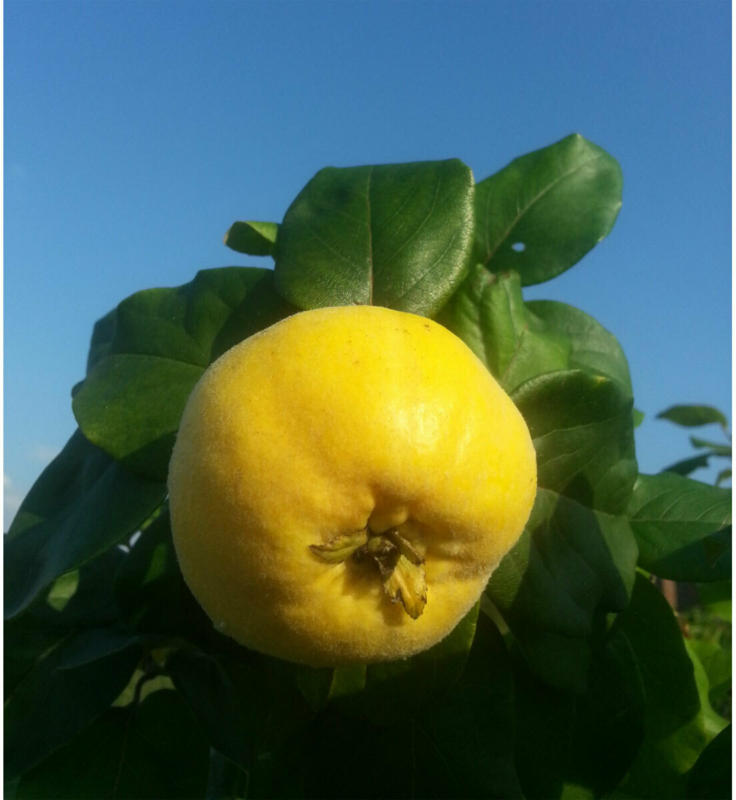 Konstantinopeler Apfelquitte