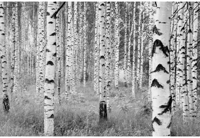 Fototapete Woods ca. 368 x 248 cm