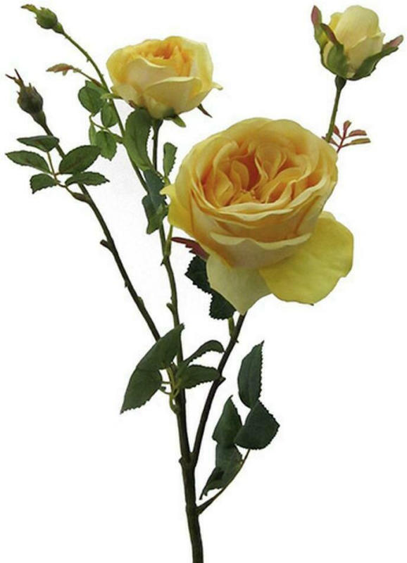 Rose Elke Hellgelb