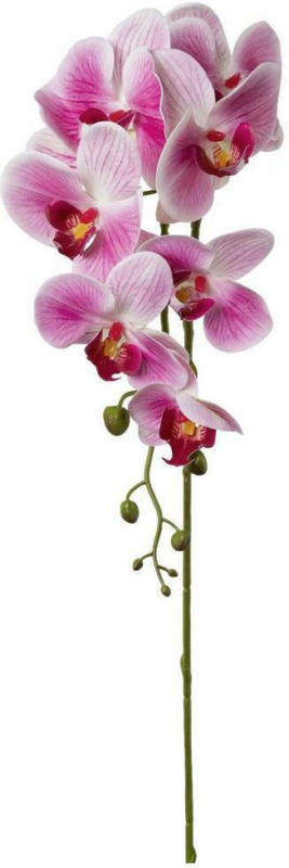 Phalänopsis Mona Rosa 86 cm