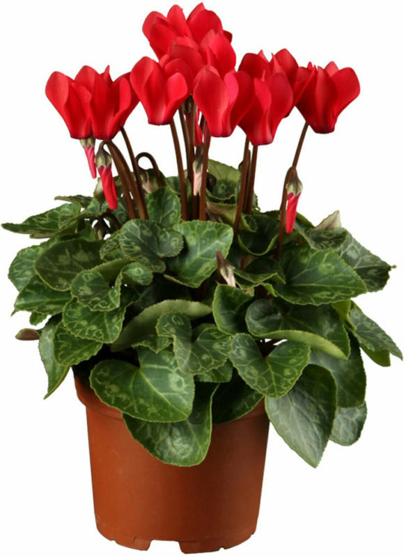 OBI Herbst-Alpenveilchen Topf-Ø ca. 11 cm Cyclamen