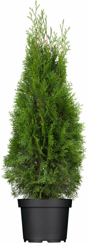Lebensbaum "Smaragd" Höhe ca. 100 - 120 cm Topf ca. 4 l Thuja occidentalis