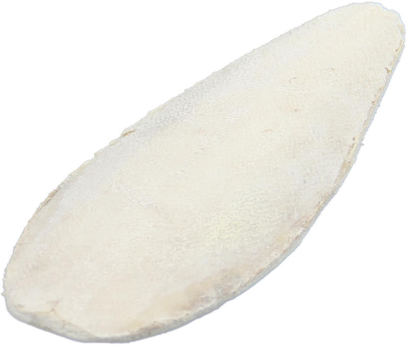 Sepiaschale mit Halter S