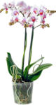 Migros Basel Phalaenopsis multiflora 2 Rispen