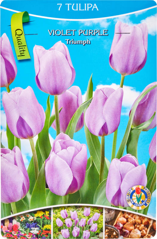 Tulipes, violettes, 1 bouquet