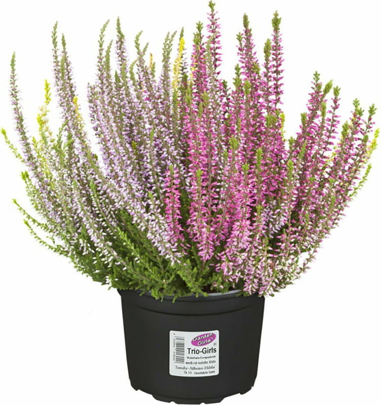 Knospenblüher-Heide "Garden Girls" Trio Topf-Ø ca. 13 cm Calluna vulgaris