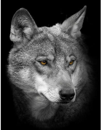 Keilrahmenbild ca. 46x61cm Wolf