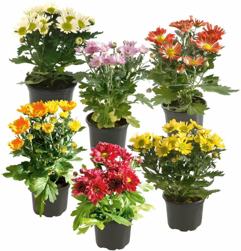 Chrysantheme 1-Trieber Topf-Ø ca. 9 cm Chrysanthemum