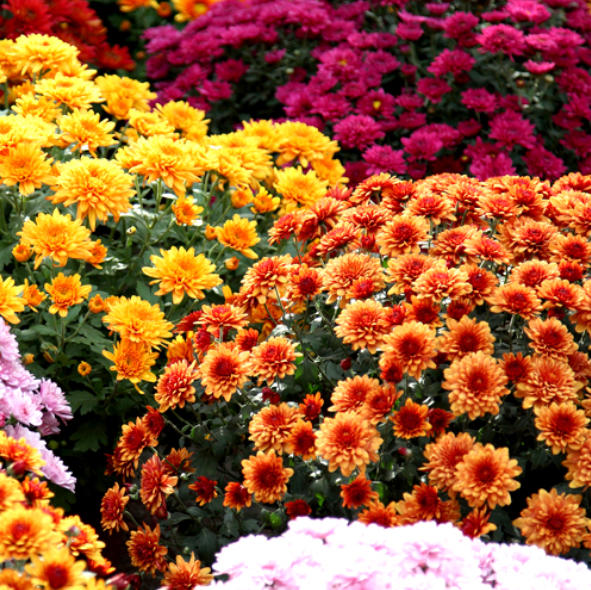 Kugel-Chrysantheme