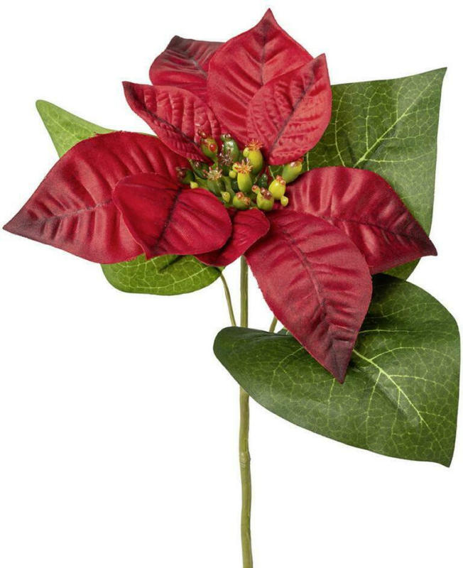 Weihnachtsstern Burgi Rot L: ca. 35 cm