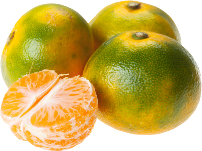 Satsumas, essreif, Spanien, 1 kg