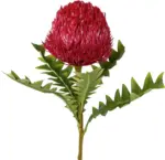 mömax Dornbirn - Ihr Trendmöbelhaus in Dornbirn Kunstpflanze Banksia in Bordeaux