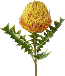 Kunstpflanze Banksia in Orange