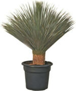 Yucca Rostrata P35l