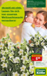 Pflanzen-Kölle Gartencenter Pflanzen Kölle: Ihre Weihnachtsangebote - bis 07.11.2021