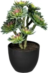 Sukkulente 3321738LO-50 aus Kunststoff