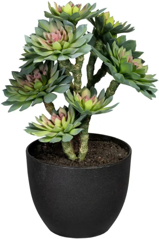 Sukkulente 3321738LO-50 aus Kunststoff