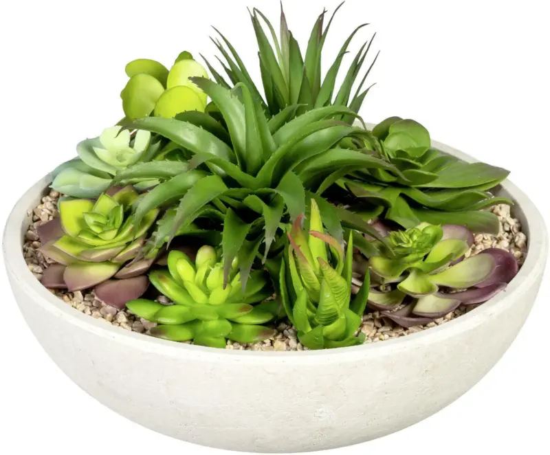 Sukkulente 3320748LO-50 in Gr&uuml;n