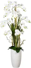 mömax Dornbirn - Ihr Trendmöbelhaus in Dornbirn Kunstblume 1721308LO-40 Phalaenopsis