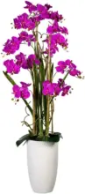 mömax Dornbirn - Ihr Trendmöbelhaus in Dornbirn Kunstpflanze 1721308LO-80 Phalaenopsis
