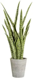 Kunstpflanze 3317407LO-50 Sanseveria