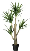 mömax Dornbirn - Ihr Trendmöbelhaus in Dornbirn Kunstpflanze 1720106LO-50 Dracaena