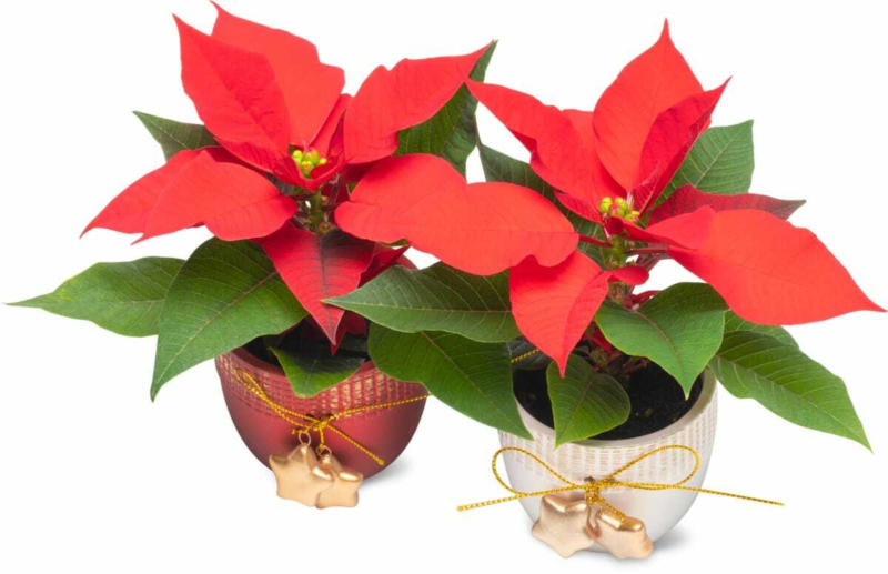 «Aus der Region.» Weihnachtsstern