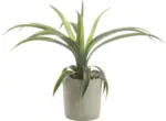 mömax Dornbirn - Ihr Trendmöbelhaus in Dornbirn Kunstpflanze Agave in Grün