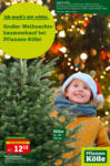 Pflanzen-Kölle Gartencenter Großer Weihnachtsbaumverkauf - bis 08.12.2021