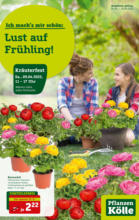 Pflanzen-Kölle Gartencenter Pflanzen Kölle: Lust auf Frühling - bis 10.04.2022