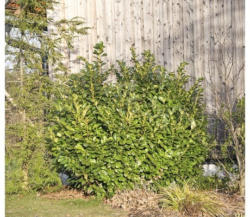 Heckenpflanze Kirschlorbeer 'Etna' 70/80 cm 10 L-Topf ab 10 Stück