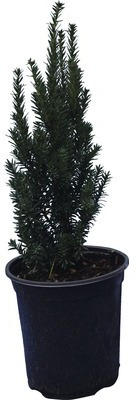 Heckenpflanze Säulenförmige Eibe 'Hilli' 50/60 cm 3 L-Topf ab 15 Stück