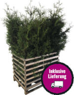 Hornbach 12 x Lebensbaum FloraSelf Thuja occidentalis 'Brabant' H 150-175 cm im Co 12 L für ca. 6 m Hecke