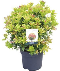 Schattenglöckchen FloraSelf Pieris japonica "Mountain Fire" H 40-50 cm Co 6 L