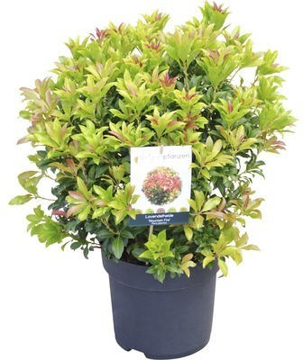 Schattenglöckchen FloraSelf Pieris japonica "Mountain Fire" H 40-50 cm Co 6 L