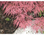 Hornbach roter Schlitzahorn FloraSelf Acer palmatum 'Dissectum Garnet' H 80-100 cm Co 10 L