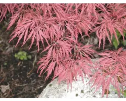 roter Schlitzahorn FloraSelf Acer palmatum 'Dissectum Garnet' H 80-100 cm Co 10 L