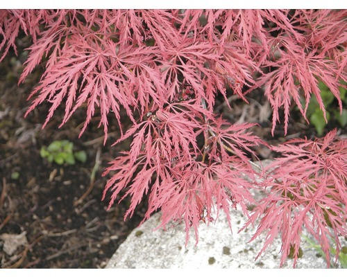 roter Schlitzahorn FloraSelf Acer palmatum 'Dissectum Garnet' H 80-100 cm Co 10 L