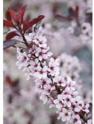 Zwerg-Blutpflaume FloraSelf Prunus cistena H 60-80 cm Co 6 L