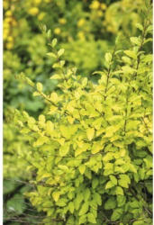 Buntlaubiger Liguster FloraSelf Ligustrum ovalifolium 'Lemon and Lime' H 50-60 cm Co 4,5 L