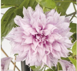 Großblumige Waldrebe Clematis Hybride 'Multi Pink' H 50-70 cm Co 2,3 L